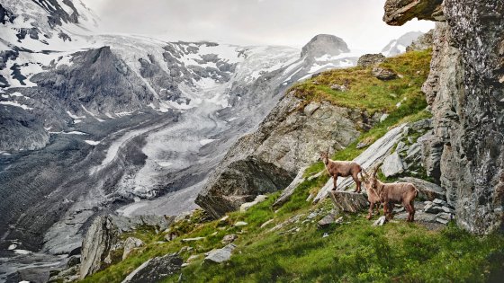 nationalpark hohe tauern steinboecke