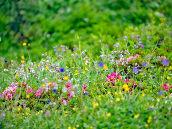 rauris fruehling fruehsommer salzburger land 4