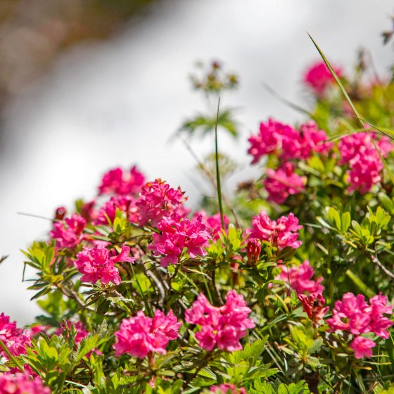 rauris fruehling fruehsommer salzburger land 5
