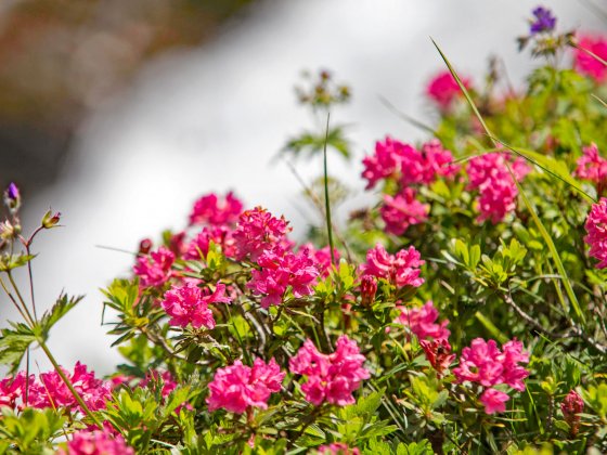 rauris fruehling fruehsommer salzburger land 5