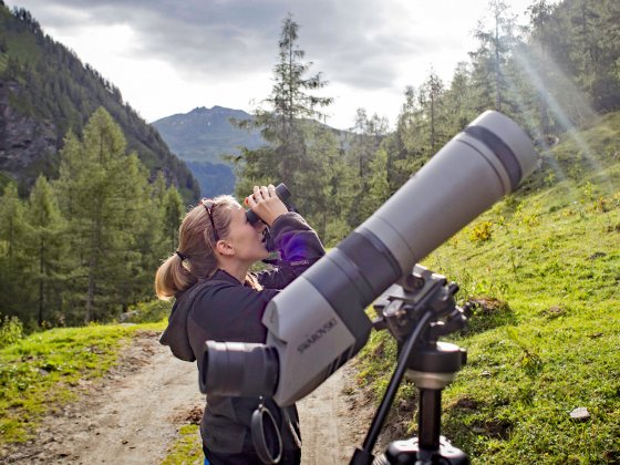 rauris greifvogel show salzburger land