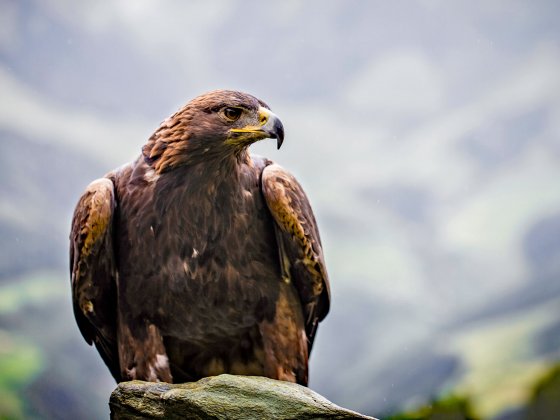 rauris greifvogel show steinadler